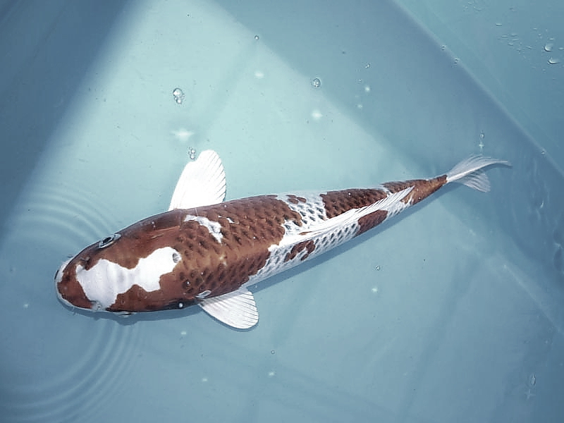 Killikus&reg; Fotographie